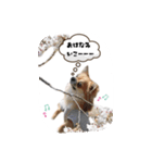 チワワの「悟飯」【実写版】（個別スタンプ：1）