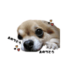 チワワの「悟飯」【実写版】（個別スタンプ：7）