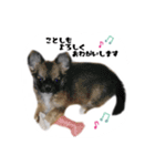 チワワの「悟飯」【実写版】（個別スタンプ：8）