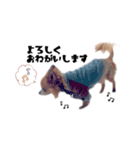 チワワの「悟飯」【実写版】（個別スタンプ：13）