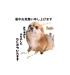 チワワの「悟飯」【実写版】（個別スタンプ：15）