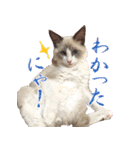 イケ猫ラグドールフェリリン（個別スタンプ：1）