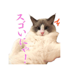 イケ猫ラグドールフェリリン（個別スタンプ：2）