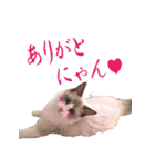 イケ猫ラグドールフェリリン（個別スタンプ：3）