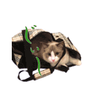 イケ猫ラグドールフェリリン（個別スタンプ：4）