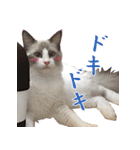 イケ猫ラグドールフェリリン（個別スタンプ：5）