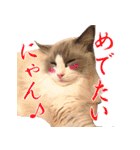 イケ猫ラグドールフェリリン（個別スタンプ：6）