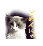 イケ猫ラグドールフェリリン（個別スタンプ：8）