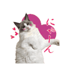 イケ猫ラグドールフェリリン（個別スタンプ：9）