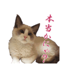 イケ猫ラグドールフェリリン（個別スタンプ：10）
