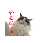 イケ猫ラグドールフェリリン（個別スタンプ：11）