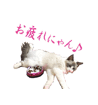 イケ猫ラグドールフェリリン（個別スタンプ：12）