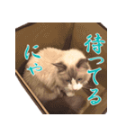 イケ猫ラグドールフェリリン（個別スタンプ：13）