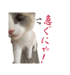 イケ猫ラグドールフェリリン（個別スタンプ：14）