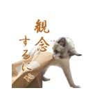 イケ猫ラグドールフェリリン（個別スタンプ：15）
