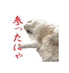 イケ猫ラグドールフェリリン（個別スタンプ：16）