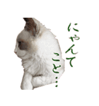 イケ猫ラグドールフェリリン（個別スタンプ：17）