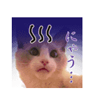 イケ猫ラグドールフェリリン（個別スタンプ：18）