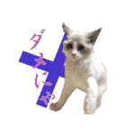イケ猫ラグドールフェリリン（個別スタンプ：19）