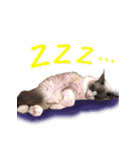 イケ猫ラグドールフェリリン（個別スタンプ：20）
