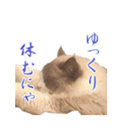 イケ猫ラグドールフェリリン（個別スタンプ：21）