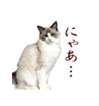 イケ猫ラグドールフェリリン（個別スタンプ：22）