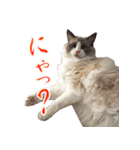 イケ猫ラグドールフェリリン（個別スタンプ：23）