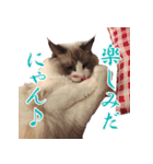 イケ猫ラグドールフェリリン（個別スタンプ：24）