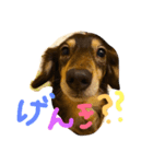 マロンくんの日常スタンプ（個別スタンプ：4）
