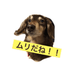 マロンくんの日常スタンプ（個別スタンプ：5）