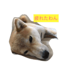 柴犬 華HANAちゃん（個別スタンプ：1）
