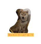 柴犬 華HANAちゃん（個別スタンプ：3）