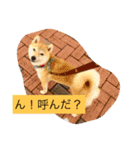 柴犬 華HANAちゃん（個別スタンプ：4）