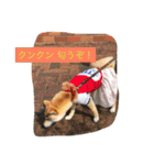 柴犬 華HANAちゃん（個別スタンプ：7）