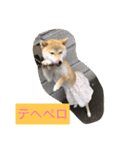 柴犬 華HANAちゃん（個別スタンプ：9）