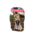 柴犬 華HANAちゃん（個別スタンプ：11）