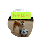 柴犬 華HANAちゃん（個別スタンプ：12）
