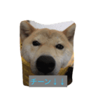 柴犬 華HANAちゃん（個別スタンプ：13）