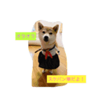 柴犬 華HANAちゃん（個別スタンプ：14）