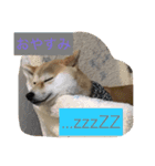 柴犬 華HANAちゃん（個別スタンプ：15）