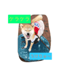 柴犬 華HANAちゃん（個別スタンプ：16）