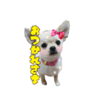 チワワのふわちゃん2（個別スタンプ：2）