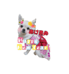 チワワのふわちゃん2（個別スタンプ：3）