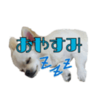チワワのふわちゃん2（個別スタンプ：5）