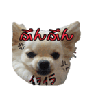 チワワのふわちゃん2（個別スタンプ：7）