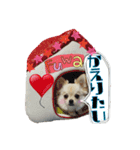 チワワのふわちゃん2（個別スタンプ：11）