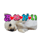 チワワのふわちゃん2（個別スタンプ：15）