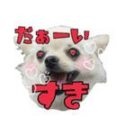 チワワのふわちゃん2（個別スタンプ：16）