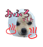チワワのふわちゃん2（個別スタンプ：21）