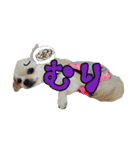 チワワのふわちゃん2（個別スタンプ：23）